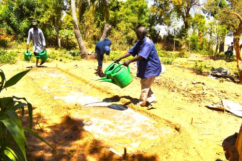 Innovation paysanne au Sahel : une technique simple et efficace pour mieux retenir l’eau