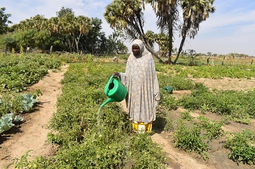La présidente de la coopérative woumtaba en activité d'arrosage d'une parcelle de tomates
