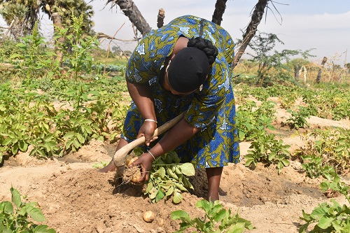 Une vue de la recolte de pomme de terre par les femmes  PDI de la coopérative woumtaaba